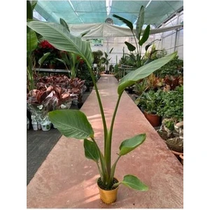Trend Starliçe Cennet Kuşu Strelitzia Nicolai 60-90 cm