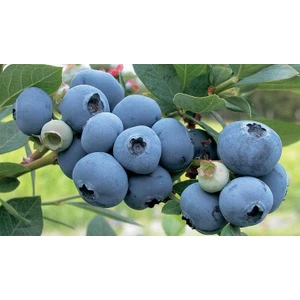 Yaban Mersini ( Blue Berry ) Fidanı