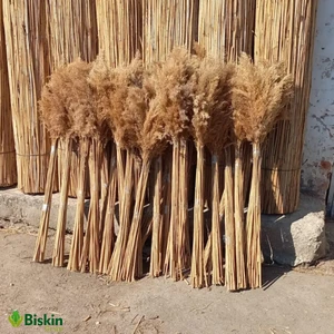 Pampas Natural Dekorasyon Süs Çiçeği 40