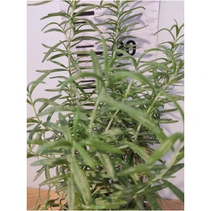 Biberiye canlı bitkisi (Rosemary, Iklil AlJabal)