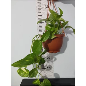 Zambak Botanik Küçük Patos bitkisi (Golden Pothos)