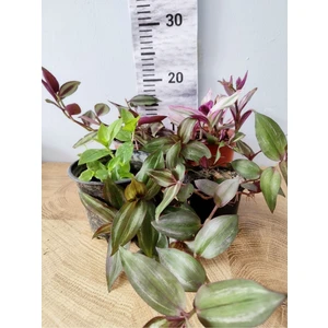 Zambak Botanik Renkli Ve Şık 4'lü Telgraf Çiçeği Seti - Iç Mekan Dekorasyonuna Canlılık Katın