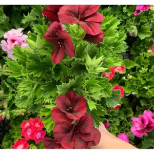 Isparta Gülü Ceylan Gözü Sardunya Fidanı Koyu Kırmızı 10-20 cm