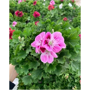 Isparta Gülü Ceylan Gözü Sardunya Çiçeği Fidanı Lila 10-20 cm