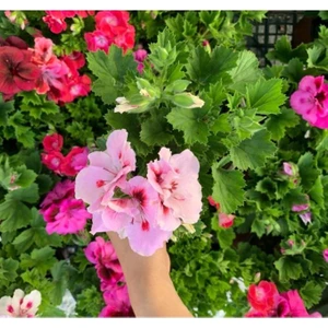 Isparta Gülü Ceylan Gözü Sardunya Fidanı Açık Pembe 10-20 cm