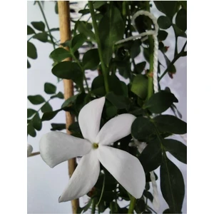 Şam Yasemini (COMMON JASMİNE) - Yoğun Kokulu Çiçekli Iç Ve Dış Mekan Bitkisi