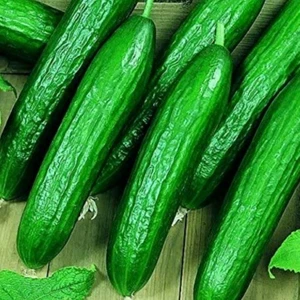 Bol Döken Kokulu Beith Alpha F1 Salatalık Tohumu (10 Adet)