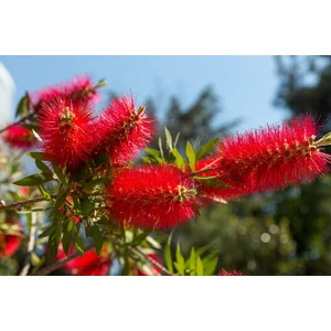 TNC Garden Groups Fırça Çalısı Callistemon