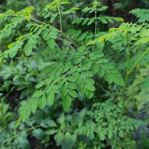 Tüplü Şifalı Moringa Ağacı Fidanı(Boy  30 Ila  50 Cm)