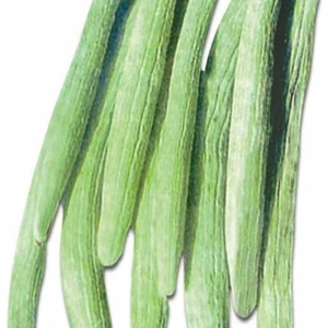 Kıtır Kıtır Yemesi Olan Geleneksel Uzun Anadolu 106 Acur Tohumu(20 Tohum)