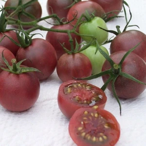 Çikolata Cherry Domates Tohumu (15 Tohum)
