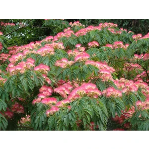 TNC Garden Groups Gülibrişim Fidanı Albizia julibrissin 2 Adet