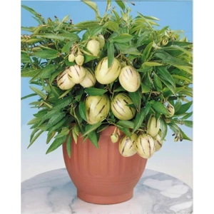 Cox Shine Mersin Pepino Fidesi