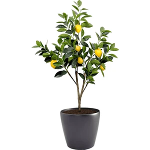 Cox Shine Mersin Bodur Saksılı Limon Fidanı
