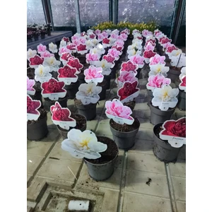 Ağaç Şakayık (Paeonia Suffruticosa) Fidanı Beyaz