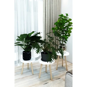 Beyaz 3'lü Ahşap Saksılık Çiçek Standı Ham Ayaklı Dekoratif Amaçlı Kullanım