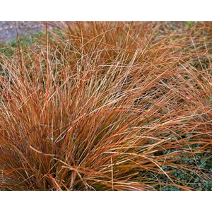 TNC Garden Groups Carex Testacea 5'li Set - Otsu Yer Örtücü Bitki