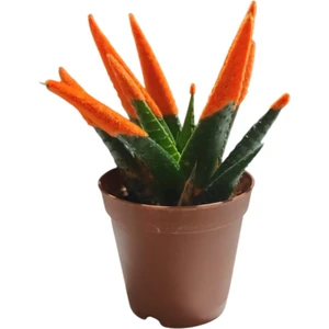 Smyrna Garden Turuncu / 5,5 cm Saksıda / Haworthia Succulent / Canlı / Özel Boyalı