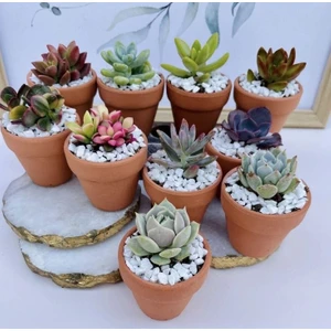Smyrna Garden Terracotta Saksı / 2 Tane / Çömlek Saksı / 6 cm Boy / 6,5 cm Çap / İskandinav / Dekoratif