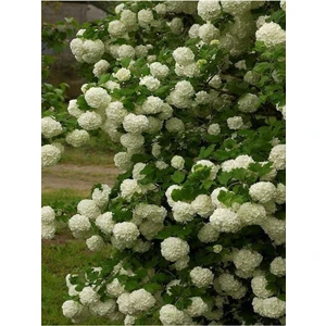 Isparta Gülü Saksılı Kartopu Çiçeği Fidanı 40-60 cm Viburnum