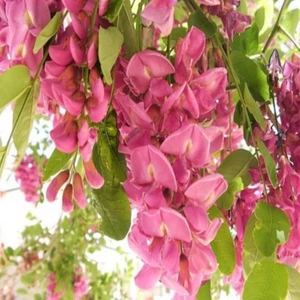 Pembe Çiçekli Akasya Tohumu (5 Tohum)