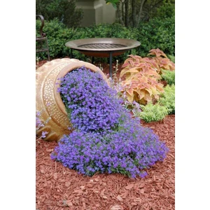 Mavi Blue Line Obrizya  Çiçeği Tohumu (100 Tohum)