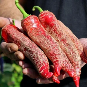 Ata Tohumları Geleneksel Çok Acı Arnavut Biber Tohumu (15 Adet)