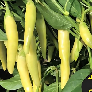 Geleneksel Yellow Stone Acı  Biber Tohumu (50 Tohum)