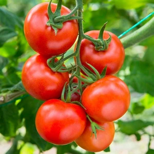 Traveller Salkım F1 Sırık Kahvaltılık Domates Tohumu (10 Tohum)