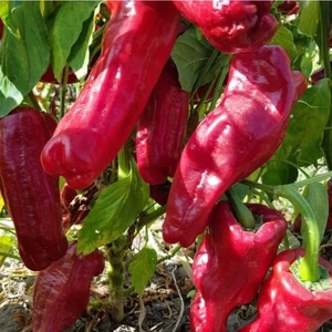 Kızartmalık Közlemelik Acı Üç Urfa Isot Biber Tohumu (50 Tohum)