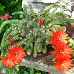 TNC Garden Groups Yılan Kaktüs Chamaecereus Silvestris