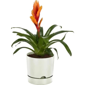 Begonya 9 Litre Plastik Saksı Dekoratif Drenaj Tabaklı Saksı