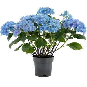 Isparta Gülü Mavi Ortanca Fidanı Fidesi 10-20 cm Hydrangea Macrophylla