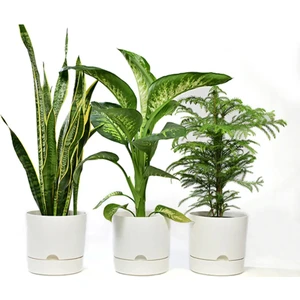 Begonya 5 Lt  Saksı Dekoratif Drenaj Tabaklı Saksı Dekoratif İç ve Dış Mekan Saksı