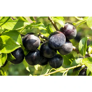 Black Splendor Erik Fidanı 3 Yaş Tüplü ve Aşılı