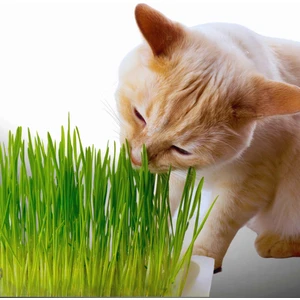 Agviv Doğal Kedi Çimi Yetiştirme Seti (Tüy Yumağı ) -