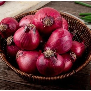 Ata Tohum Geleneksel Yüksek Aromalı Ata 19 Kırmızı Çorum Tipi Soğan Tohumu(50 Tohum)