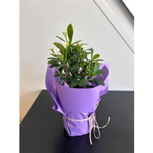 Mini Dikenler Tacı (Euphorbia)