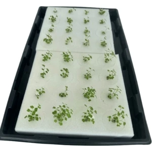 Hidroponik Farm Bitki Yetiştirme Süngeri