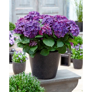 Ortanca – Hydrangea Macrophylla 20-40cm -Mor