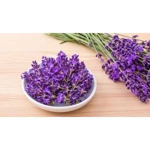 2 ADET saksılı Tıbbi Lavanta - Lavandula angustifolia Sevtopolis