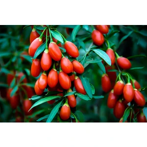 Kırmızı Goji Berry Fidanı 2-3 Yaş