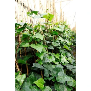 Tunç Botanik Hedera Orman Sarmaşığı 1,5 - 2 m