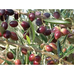 Ayvalık Zeytin Fidanı