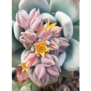 Smyrna Garden Pudra Pomponu Sukulent / 5,5 cm / Pachyveria Powder Puff Succulent