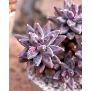 Smyrna Garden Kırmızı Mücevher Sukulent / 5,5 cm Saksıda / Pachyphytum Compactum Red Tips Succulent / Özel Tür