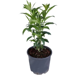 Isparta Gülü Melisa Parfüm Çiçeği - Canlı Çiçek - Cestrum Nocturnum 10-20 cm