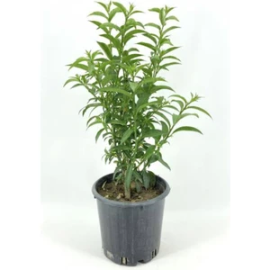 Isparta Gülü Melisa Parfüm Çiçeği Fidanı 10-20 cm