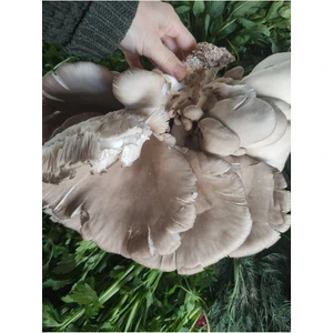 Taze Istiridye Mantarı 1 kg