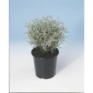 Tunç Botanik Lavantin Kokulu Çiçekli Çok Yıllık Bitki